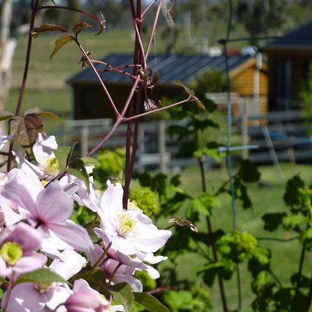Hazelcreek Cottages Exeter Exteriér fotografie