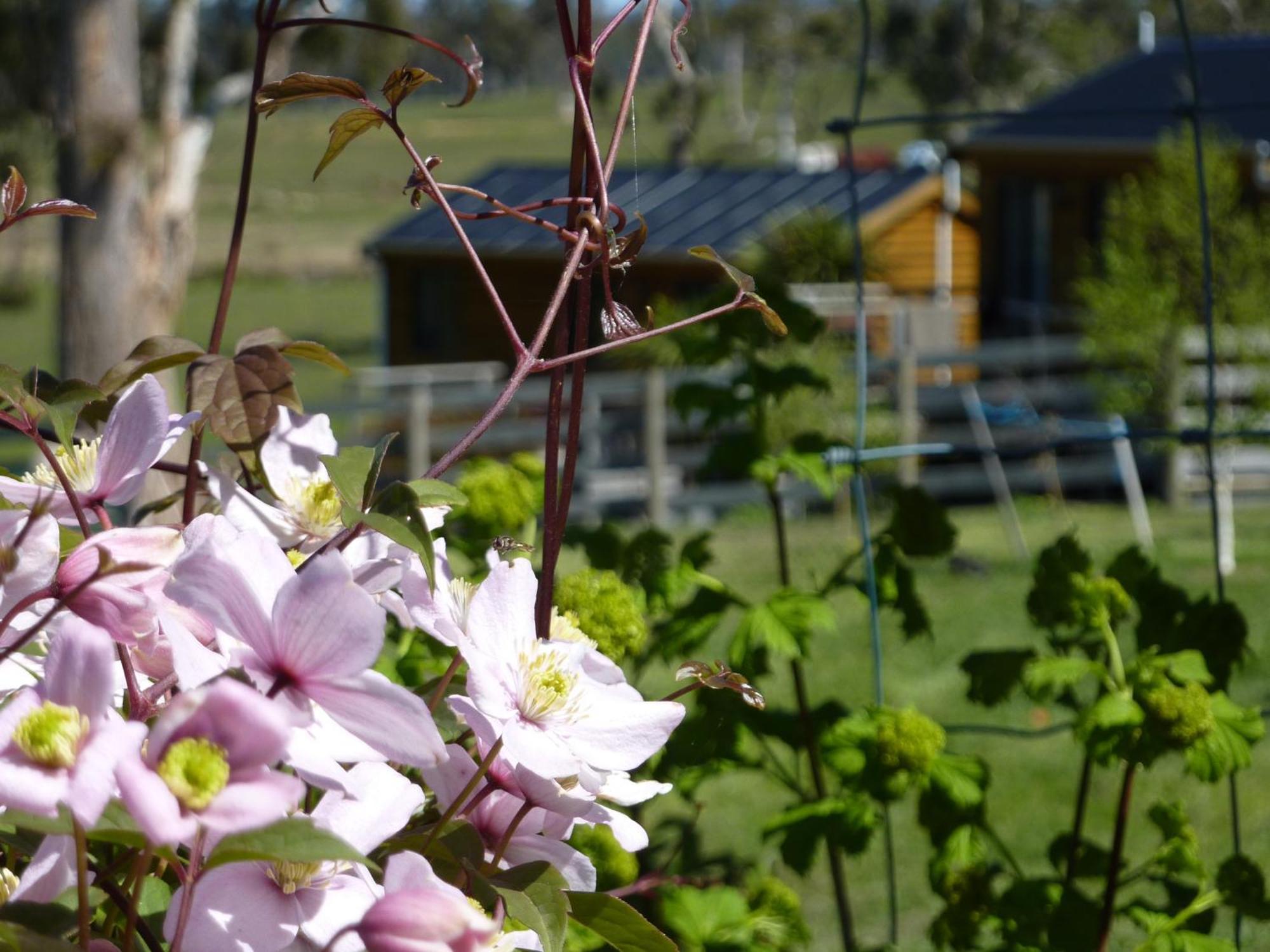 Hazelcreek Cottages Exeter Exteriér fotografie